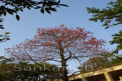 Firmiana colorata